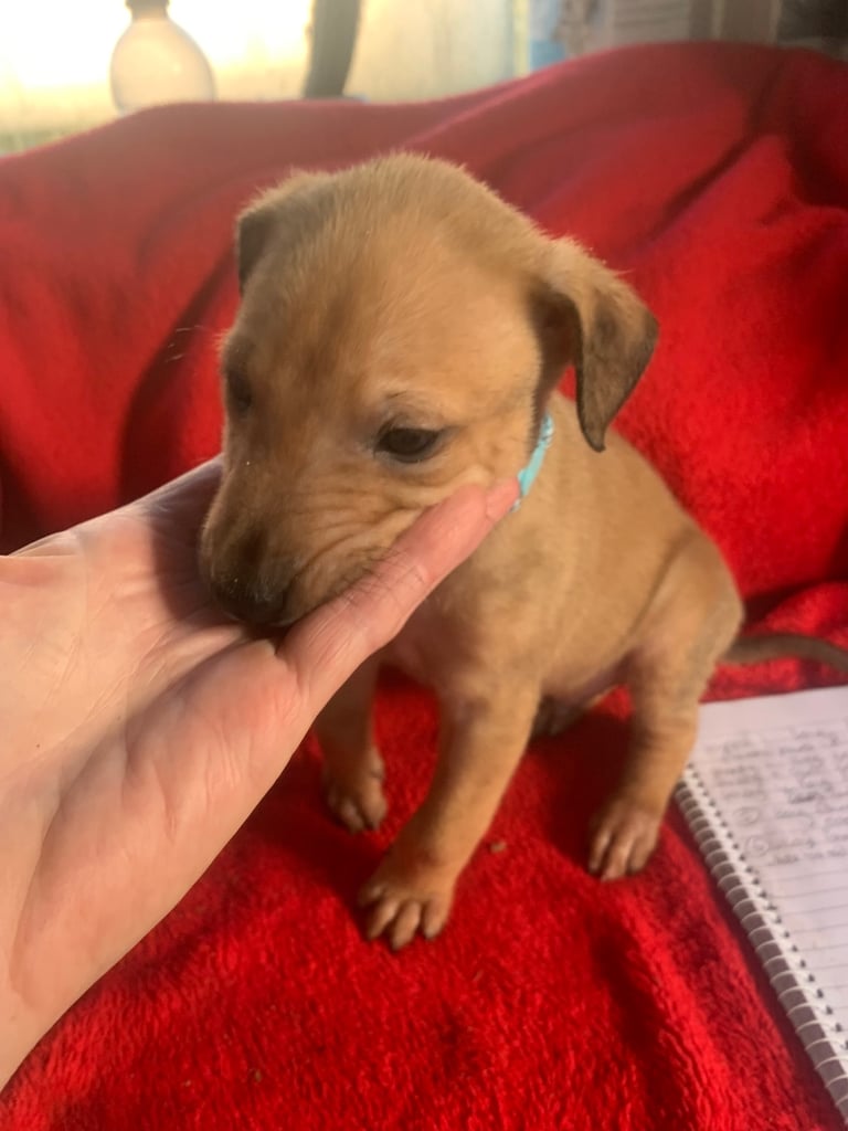 Lurcher pups