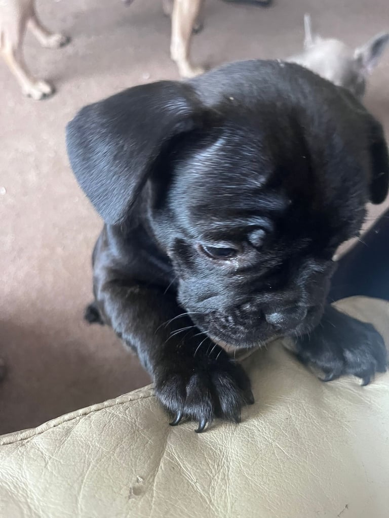 Last 3 French bulldogs ready now !!!