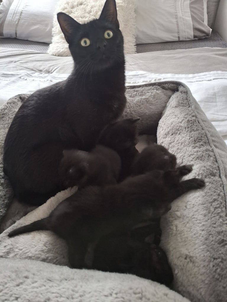 I invite you to reserve kittens! 