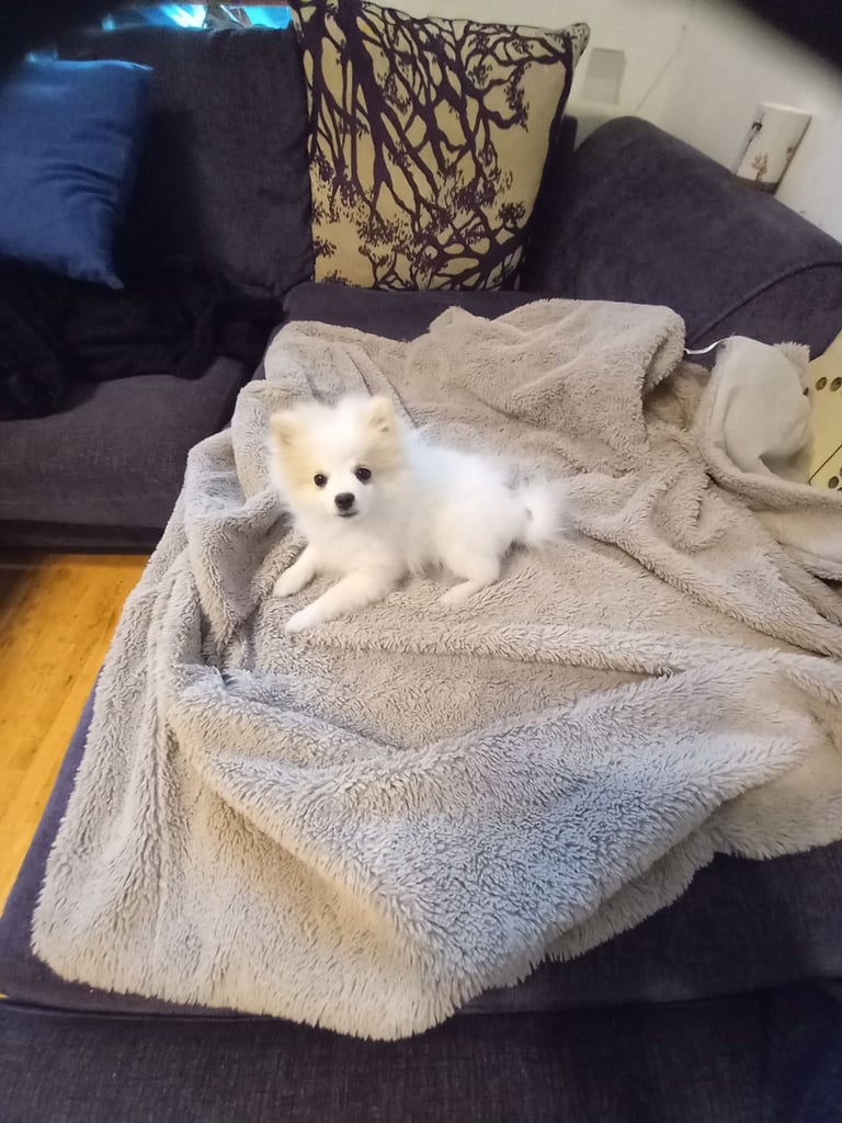 image for Adorable pomeranian puppies