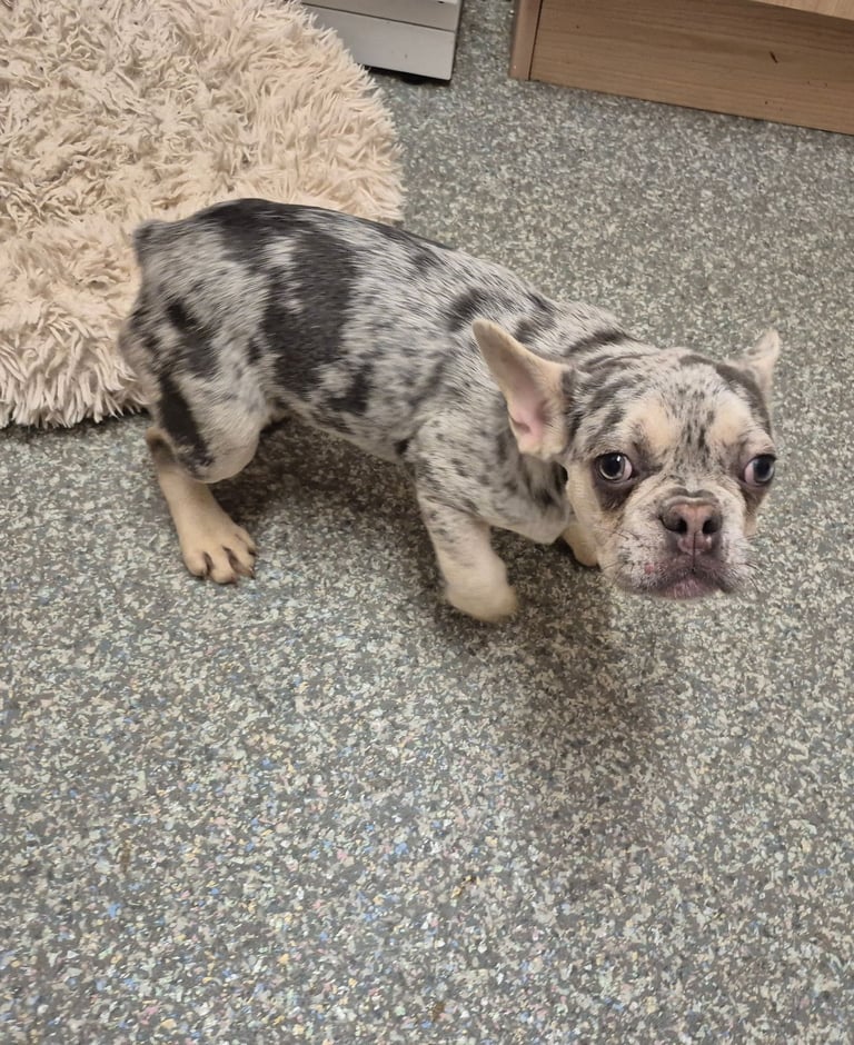 French Bulldog Puppy