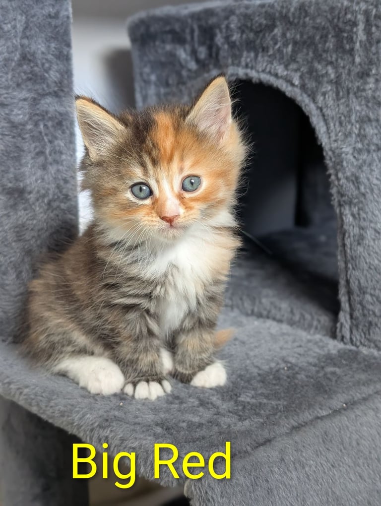 6 Beautiful Kittens - ONE AVAILABLE 