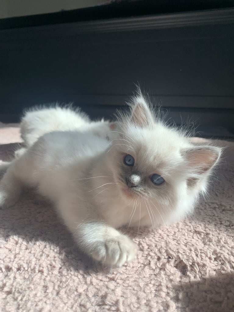 Pure Ragdoll kittens ready now!!