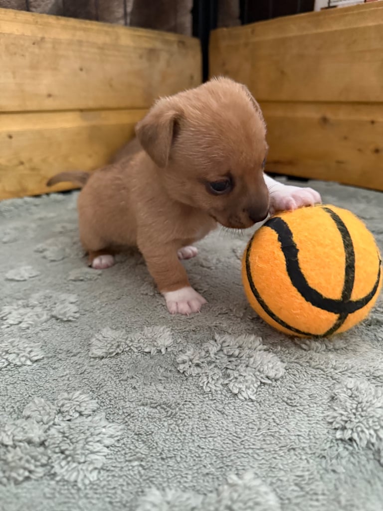 Miniature Jack Russell Pups