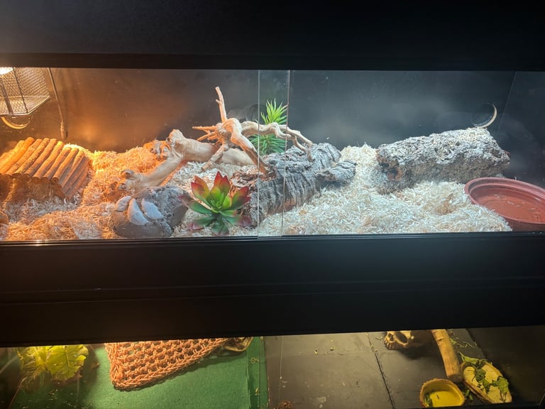 image for Corn Snake 