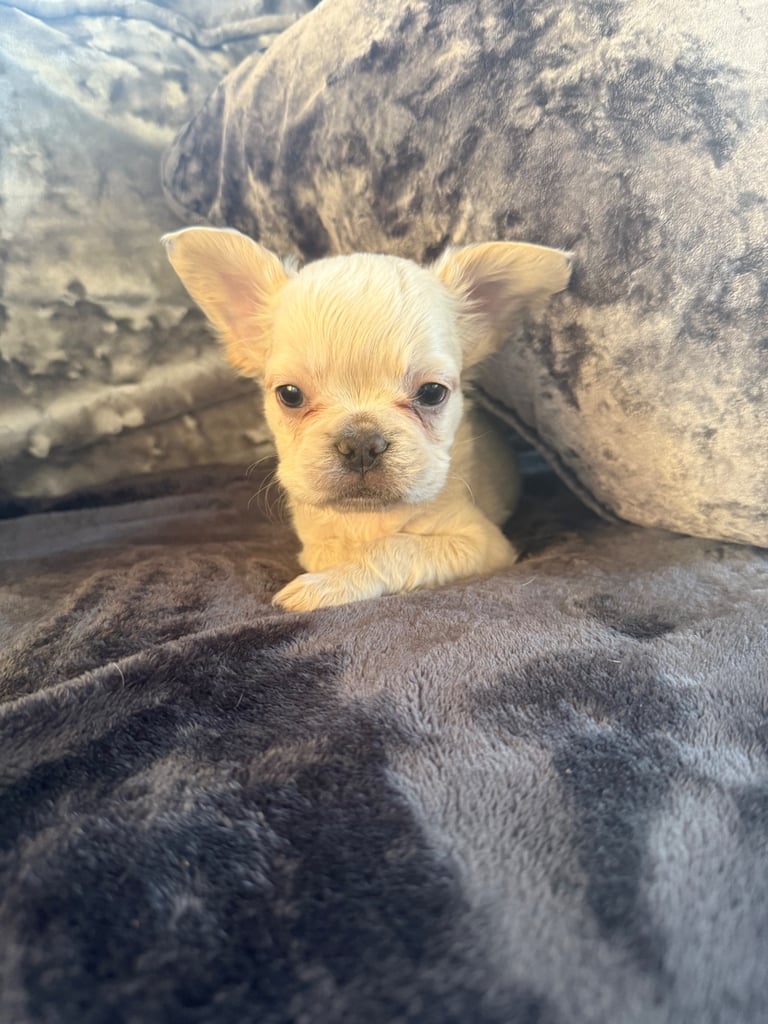 French bulldog puppies