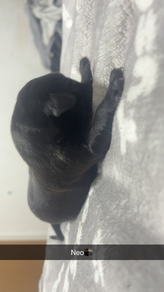 Lab x staffie pups 