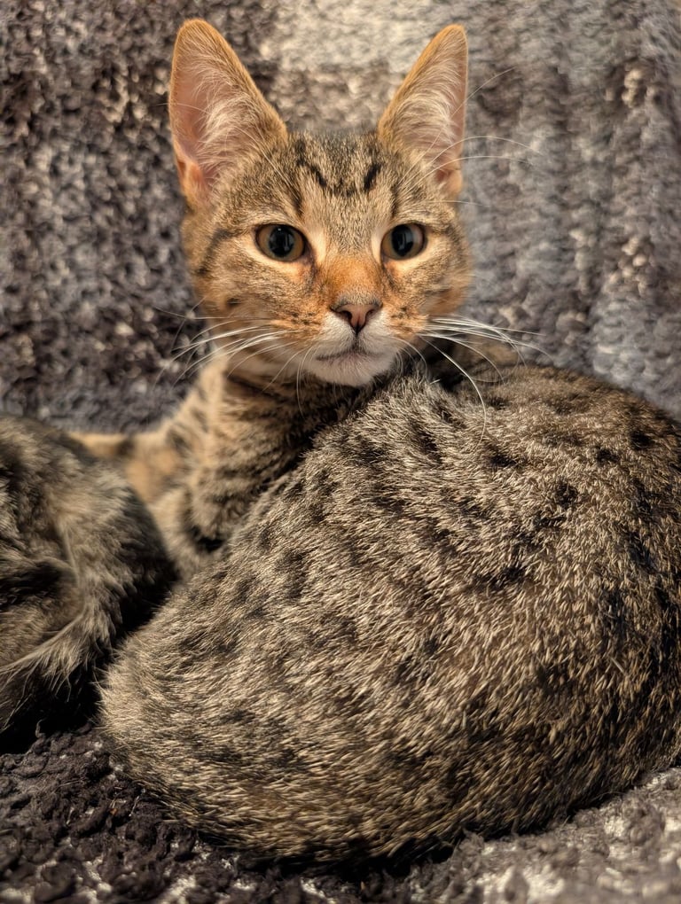 2 beautiful brothers 