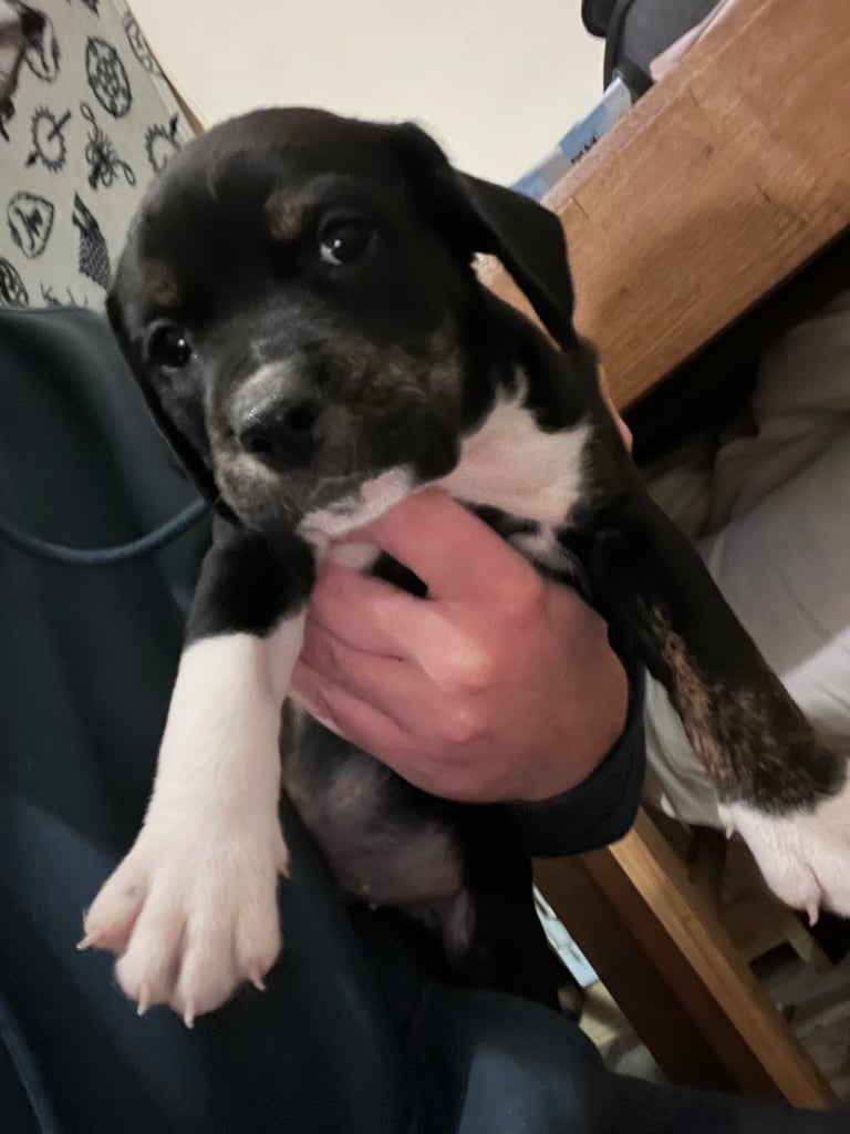 Old Tyme English Bulldog x Sproodle Puppy - Boy