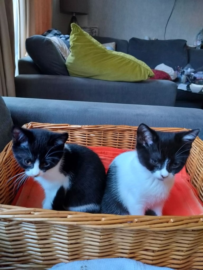 3 Girls looking for Loving Home 