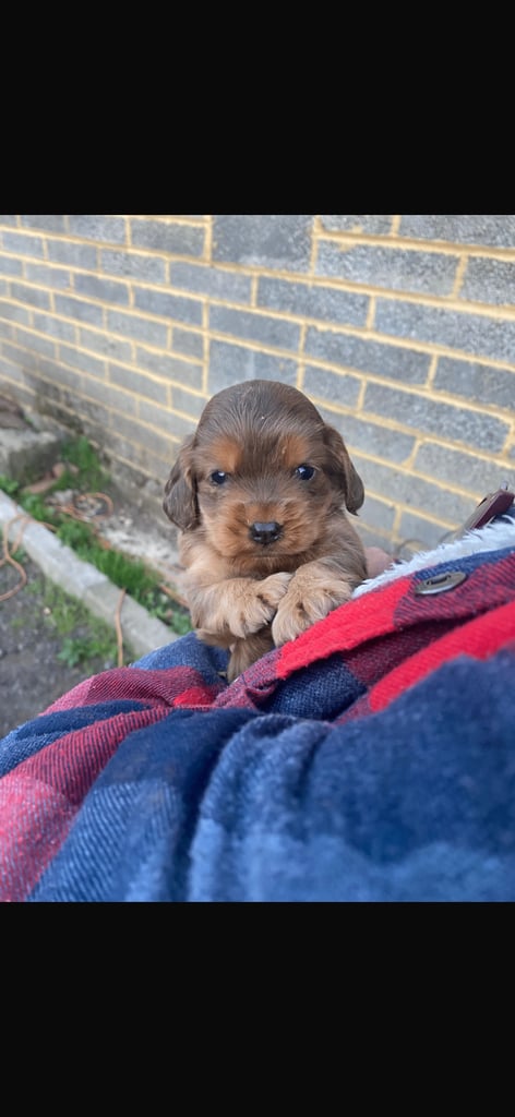 Full show type puppy 