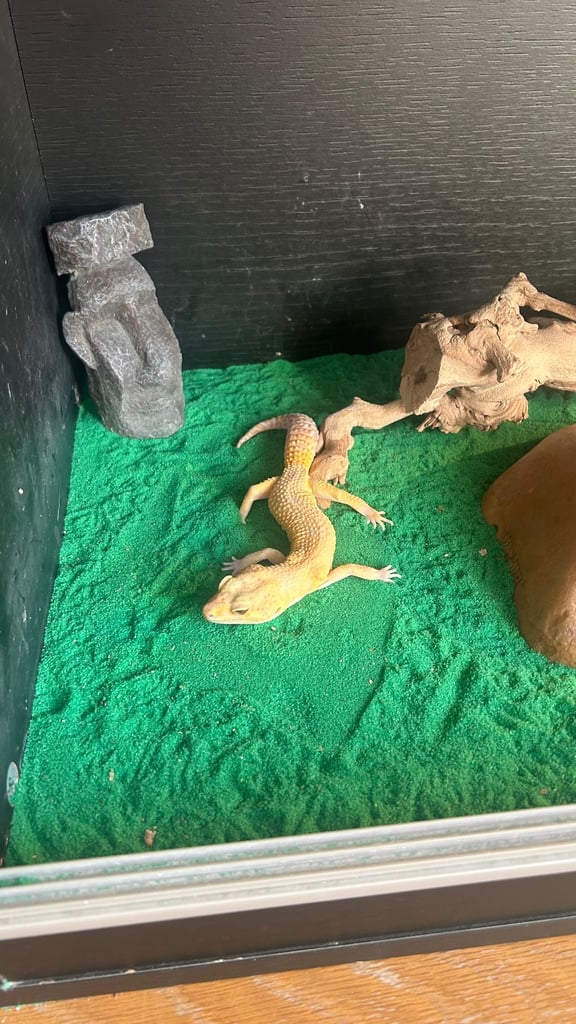 Yellow Gecko and full set up 
