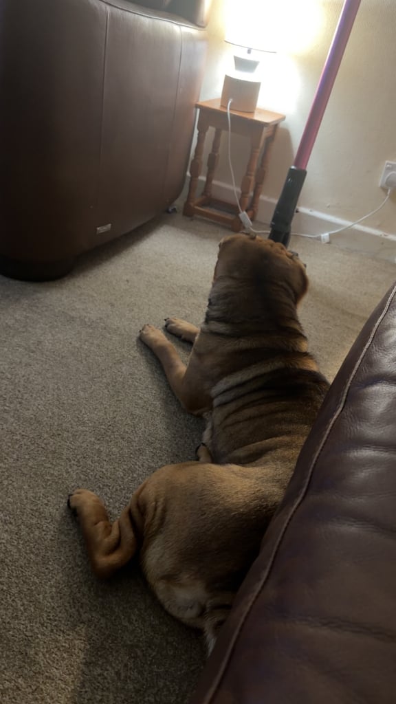 Shar-pei