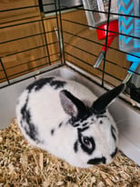 Cage with Dwarf bunnie rabbit