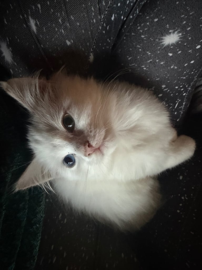 Persian kitten 