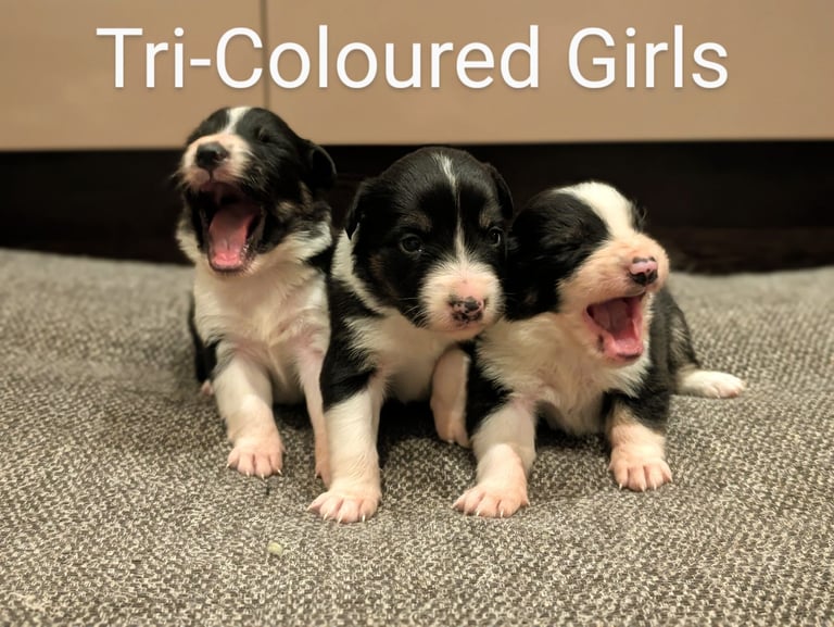 KC Registered Border collie puppies 