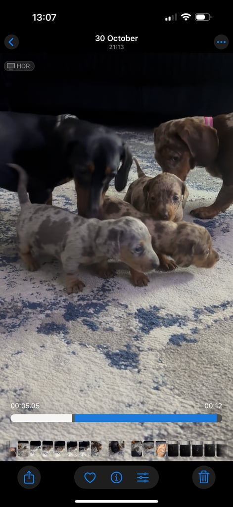 Miniature dachshund puppies 