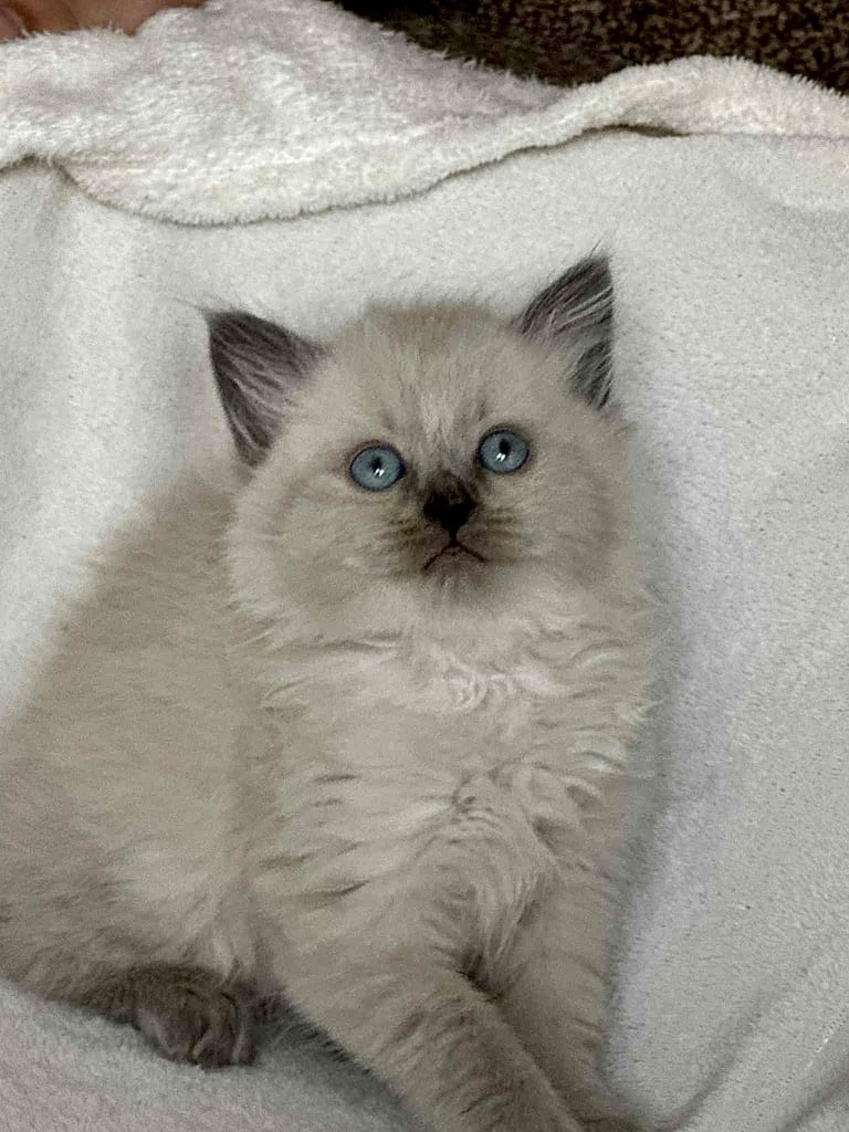 Ragdoll kitten