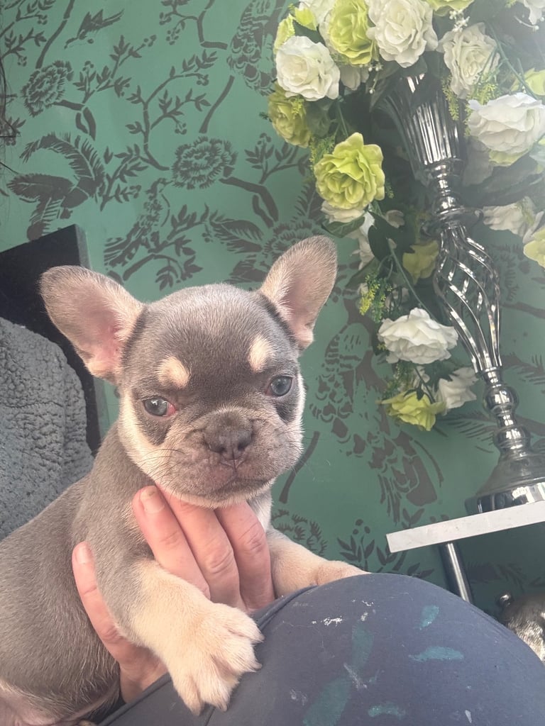 Frenchie boys and girls homie x Apollo lines 