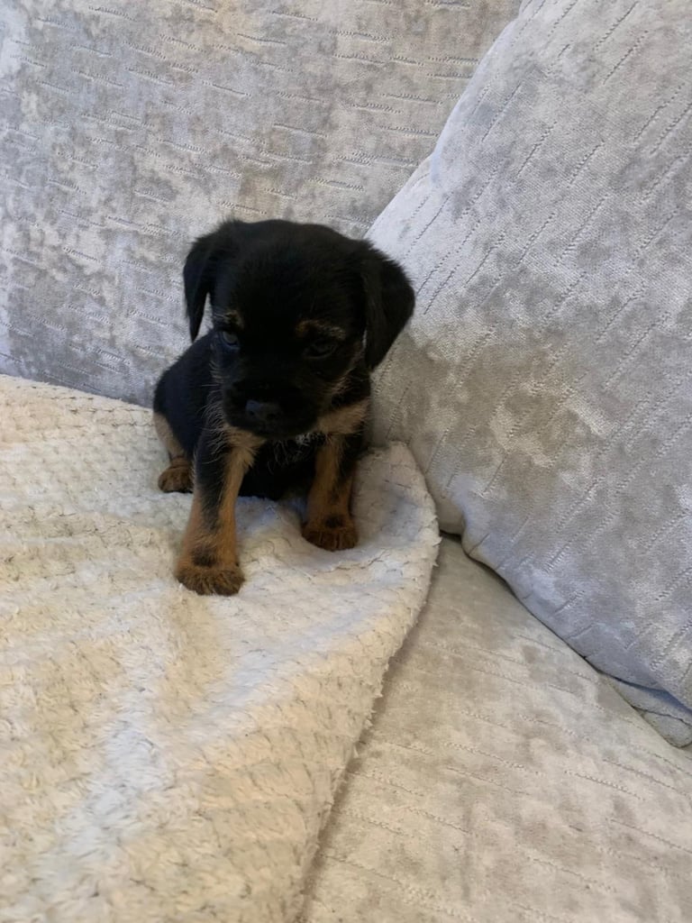 image for Border terrier puppies 