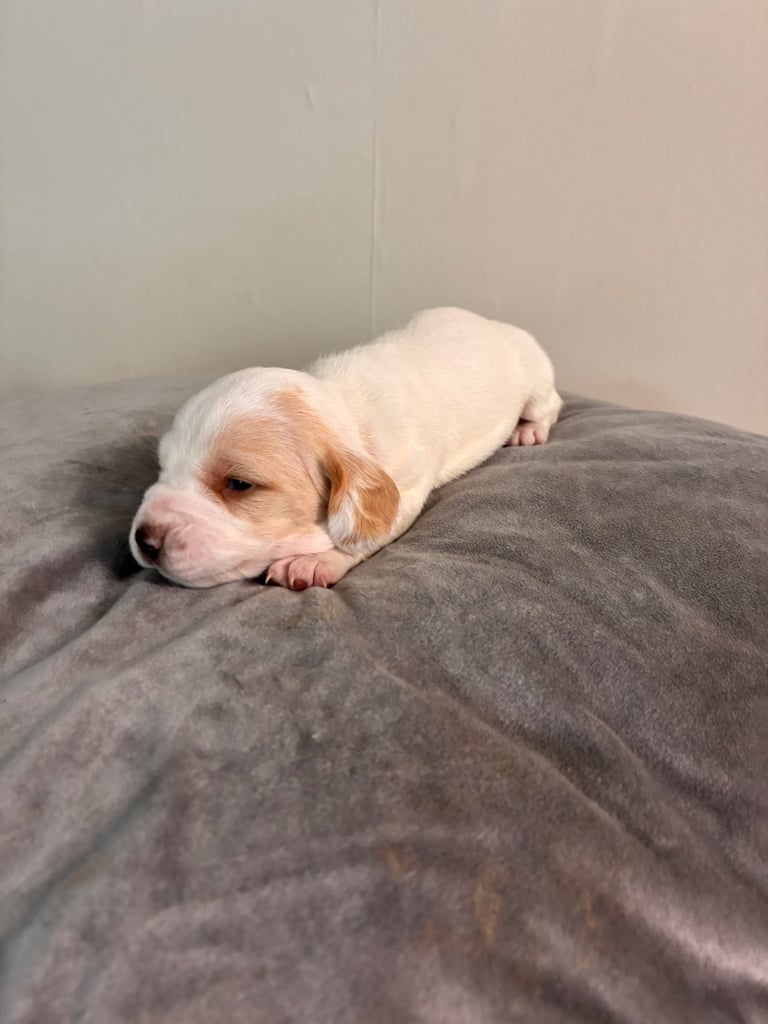 🐶 Gorgeous Dachshund Pups Looking for Homes – 25th Oct ✨