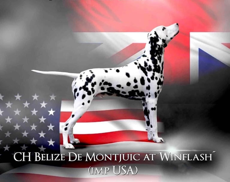 Dalmatian Puppies - KC Registered - Champion Pedigree