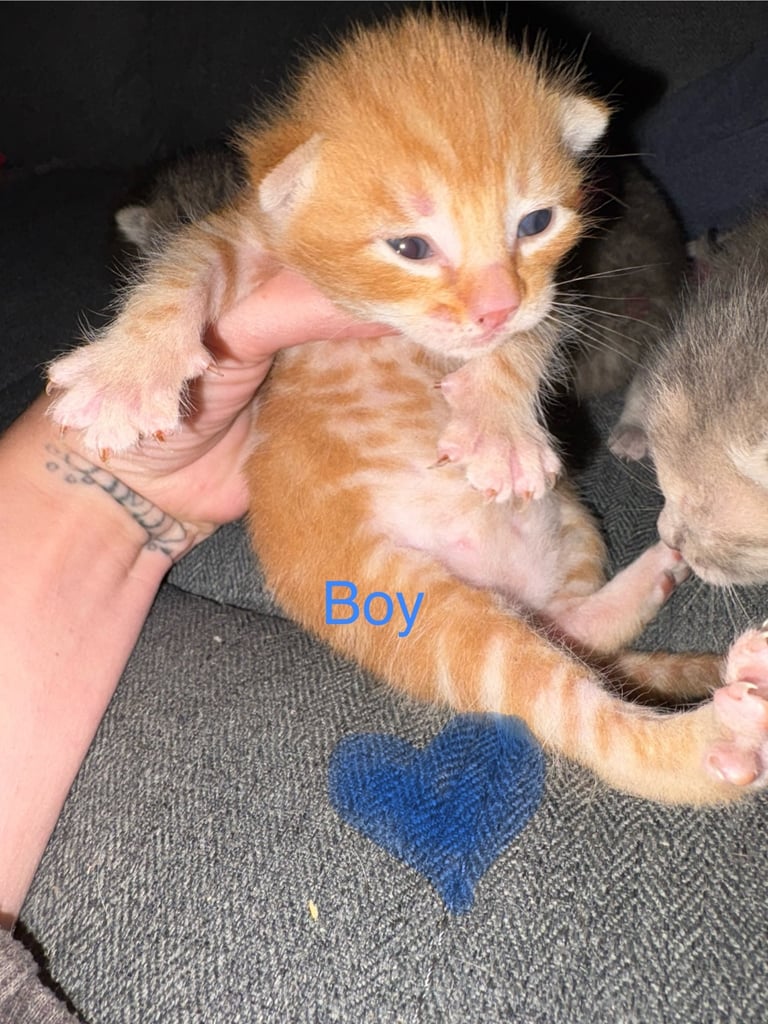 4 beautiful kittens for sale