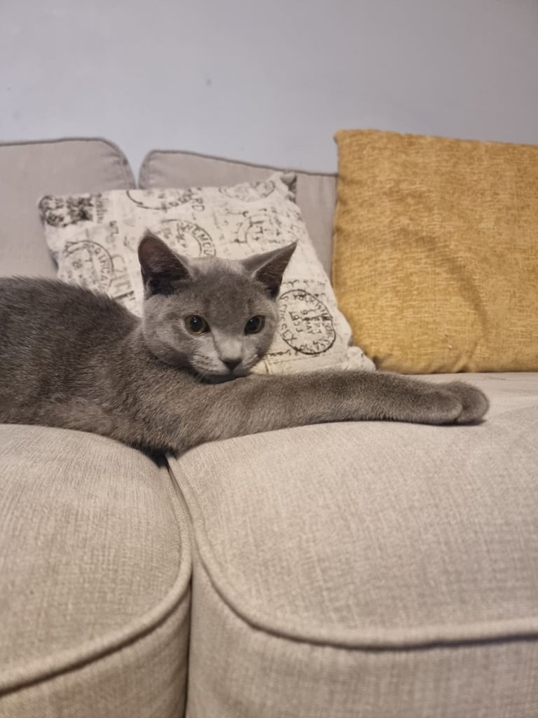 Russian Blue cat 