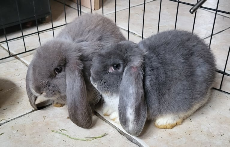 2 female pure bred french lop babies