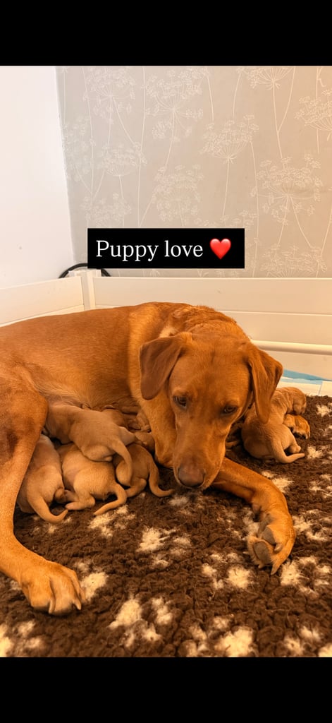 FOX RED LABRADOR PUPPIES 