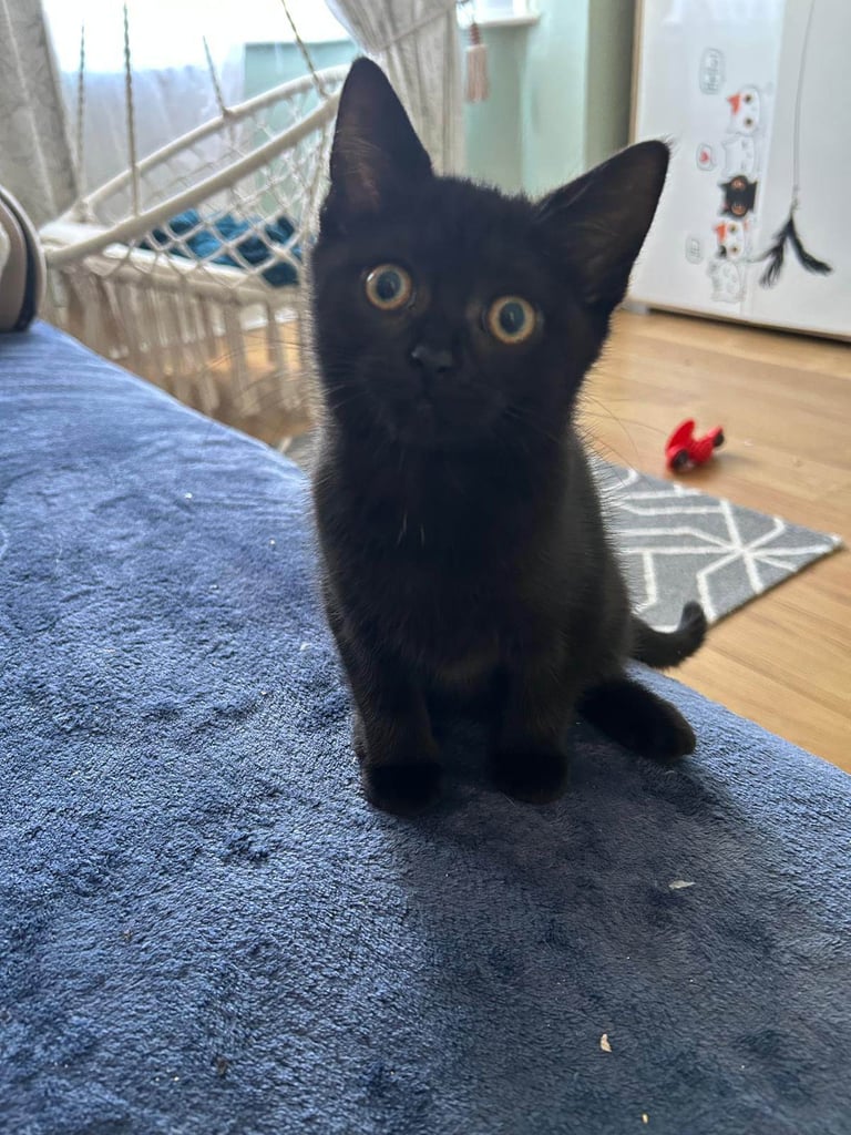 Kitten for sale