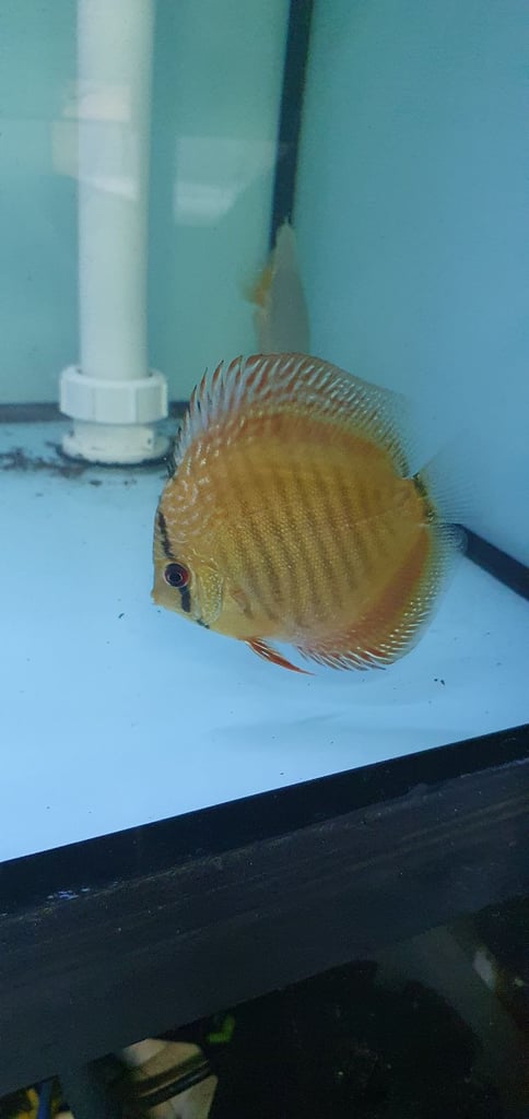 Discus fish 