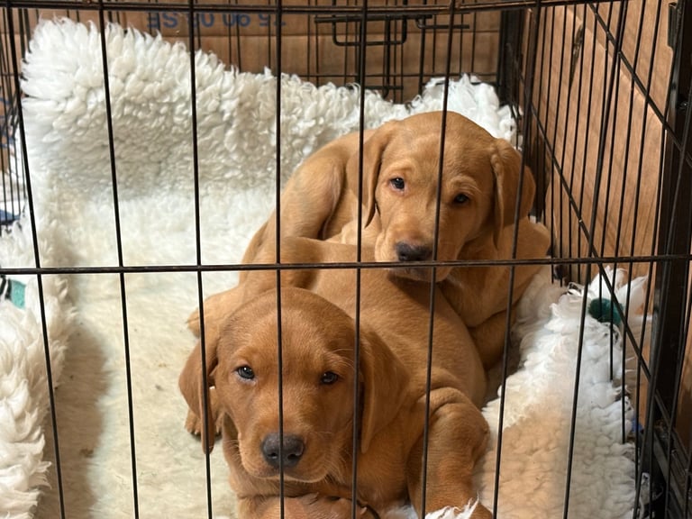 1 KC reg Dark Fox Red Labrador puppy remaining 
