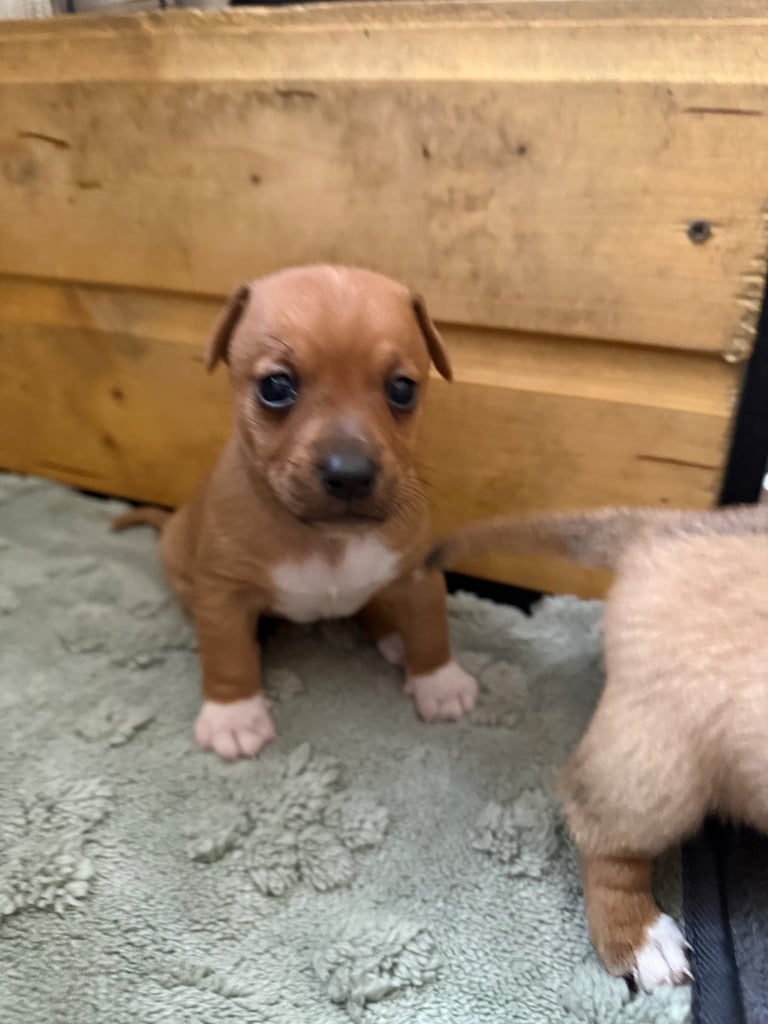 Miniature Jack Russell Pups