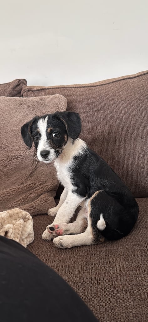 Border terrier puppy 