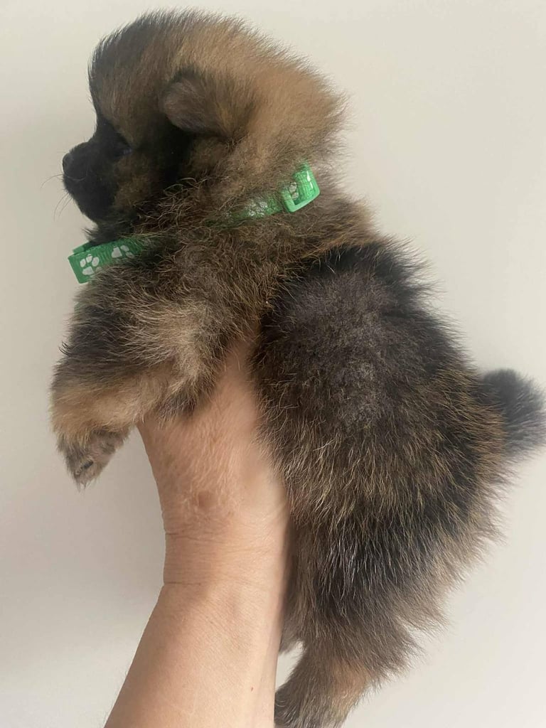 Pomeranian puppies 