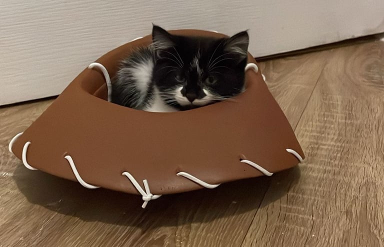 Adorable little kittens