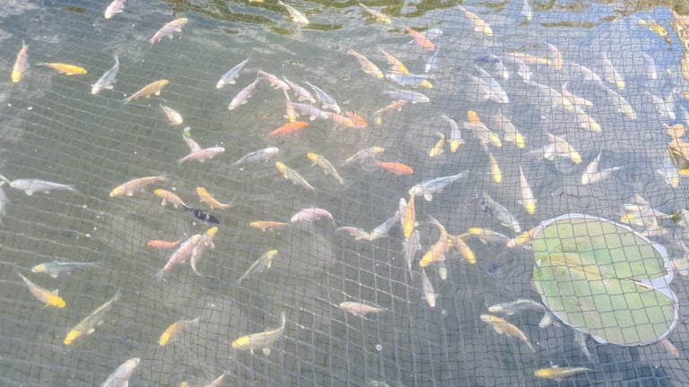 Koi carp for sale from £10 to £220