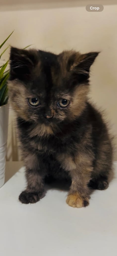 2 female cats and 1 male British shorthair and 1 kitten persian cross British shorthair