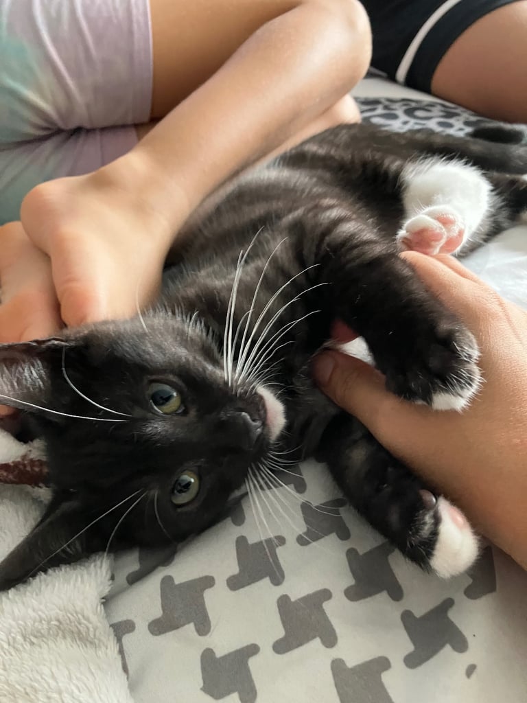 Beautiful black tabby male