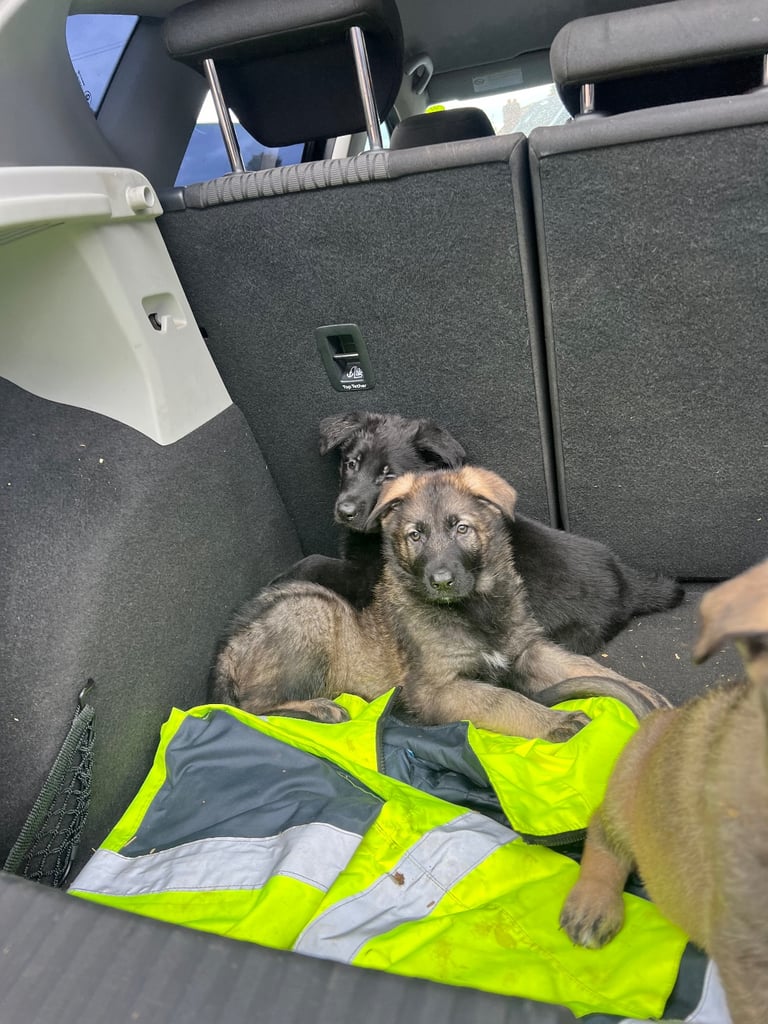 TOP CZECH LINE GERMAN SHEPHERD PUPPIES AVAILABLE!!