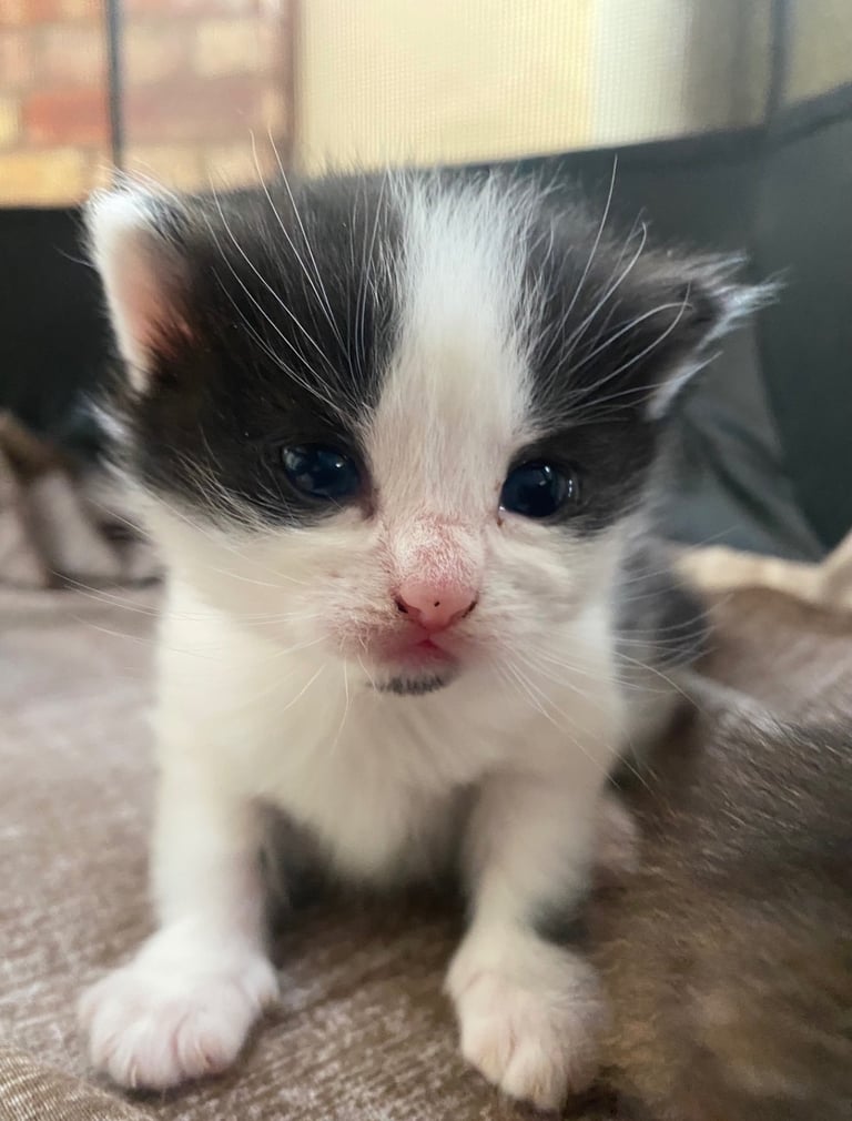 Kittens for Sale