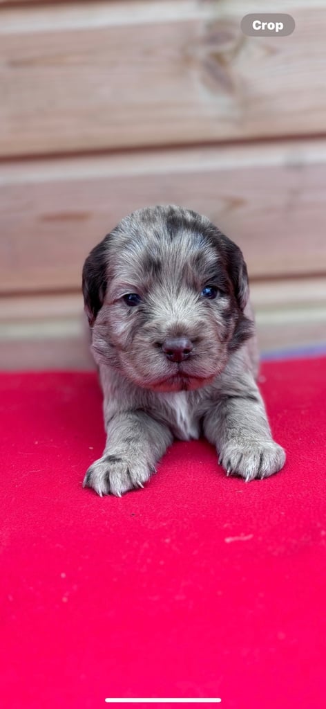 Sprocker spaniel 