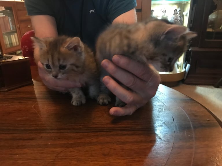 2 Beautiful Fluffy Tabby Kittens for sale
