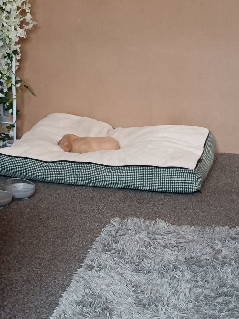 Labrador puppy. 
