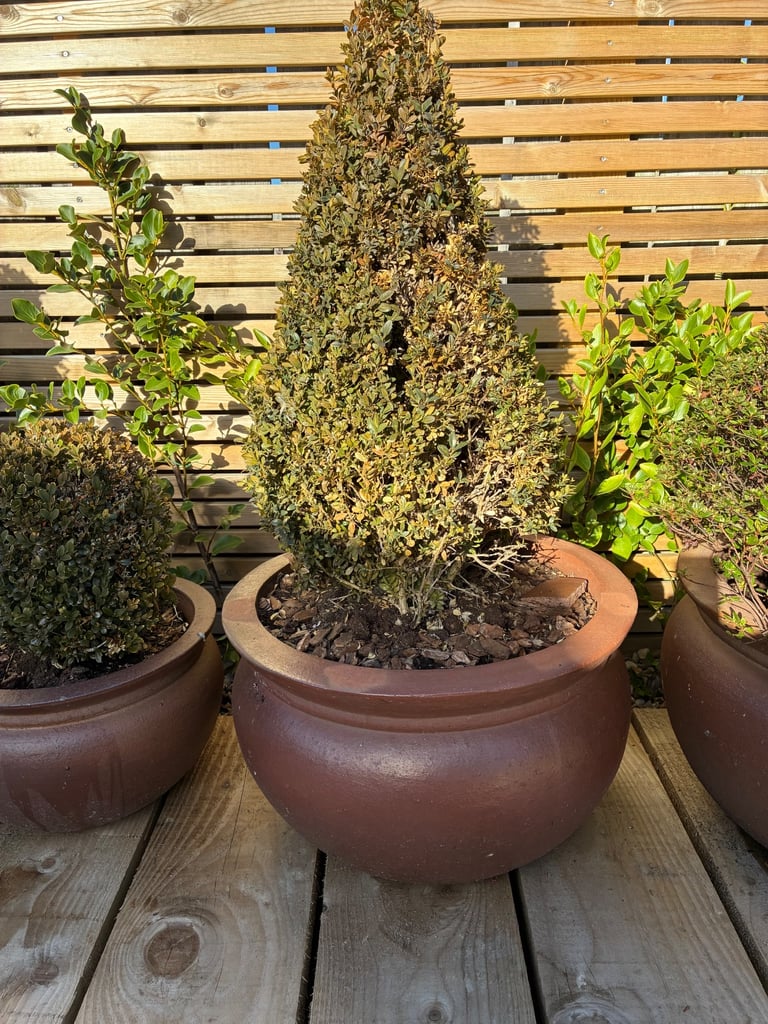 3 large Errington Errington Ray pots with Topiary Buxus PYRAMIDS
