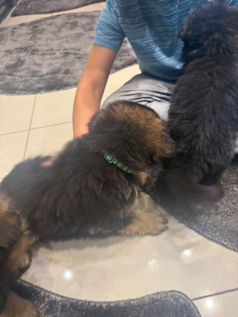 German Shepherd NOW READY TO GO 