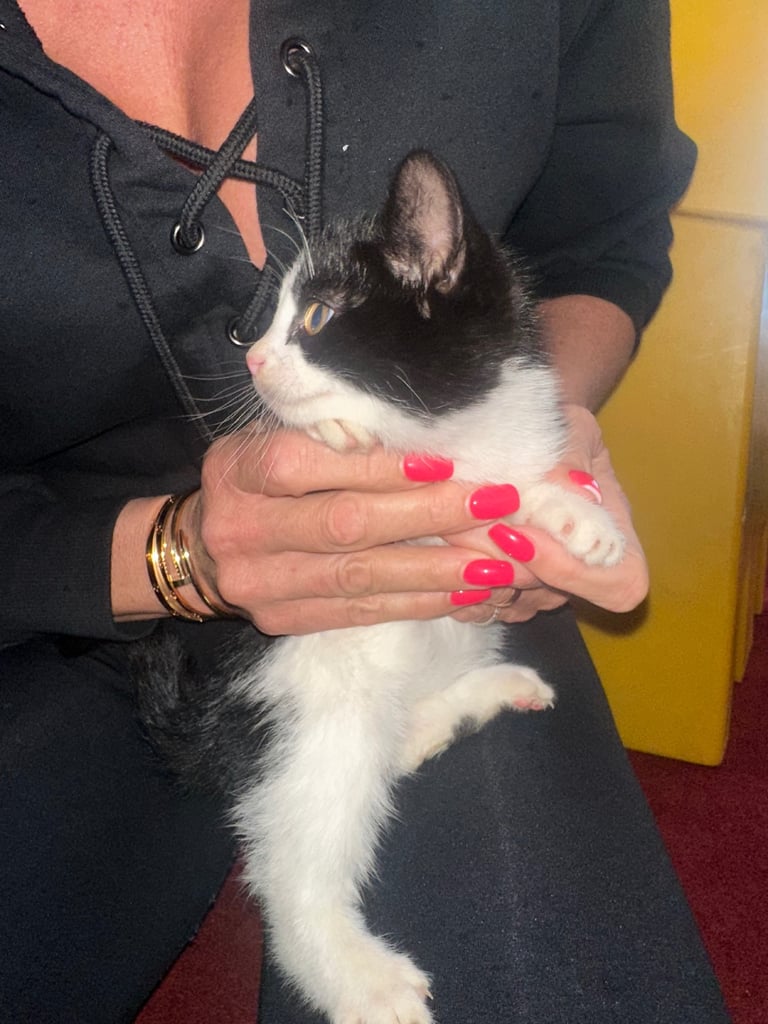 baby kittens for sale 