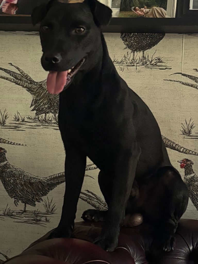 Male 20month old Patterdale