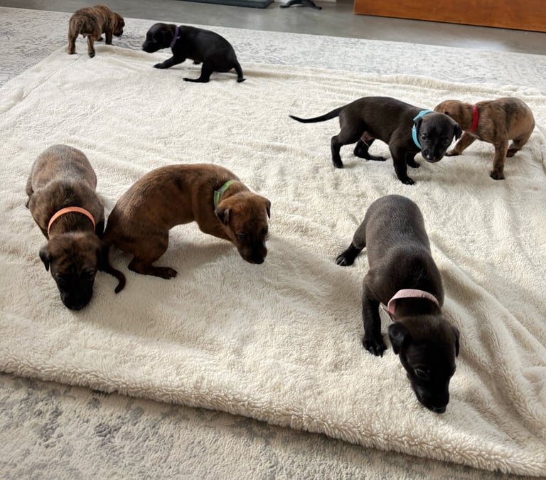 Pharaoh hound x whippet puppies 